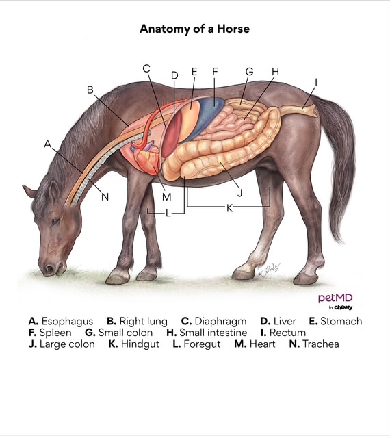 horse anatomy; a diagram detailing the internal anatomy of a horse.